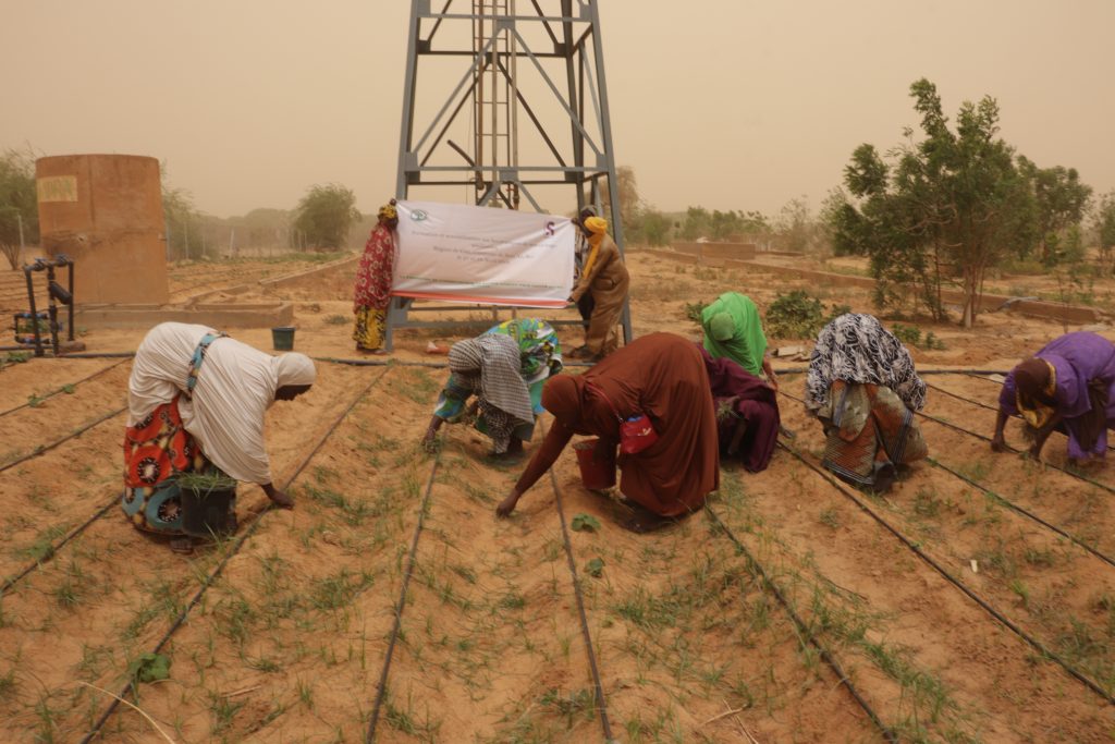 Le 1er Mars 2024 ont débuté les travaux de parcellisation des fermes qui doivent accueillir le système goûte à goûte dans les villages de Berrah et Batal, commune de Soni Ali Ber, région de Gao, république du Mali.